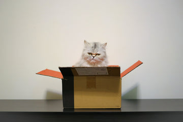 The Best Gifts for Cat Lovers from Amazon