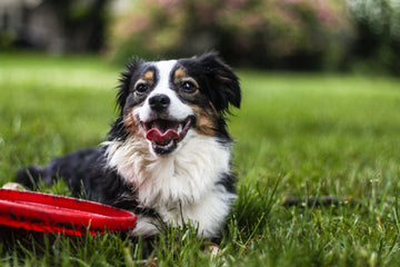 Unique Products Just for Your Dog